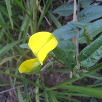 Crotalaria multiflora Benth.